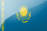 KAZ flag